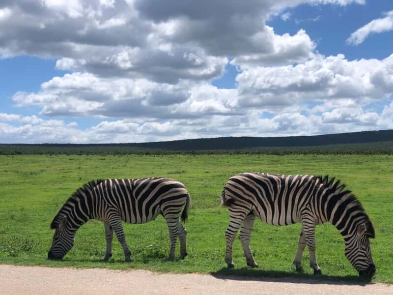 Park View Safari: Addo Elephant National Park Full-Day Tour - FAQ