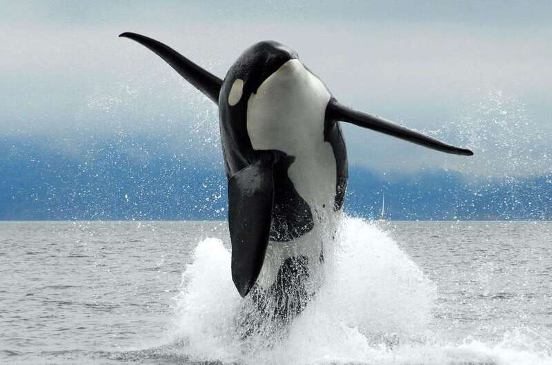parksville-half-day-whale-and-wildlife-adventure