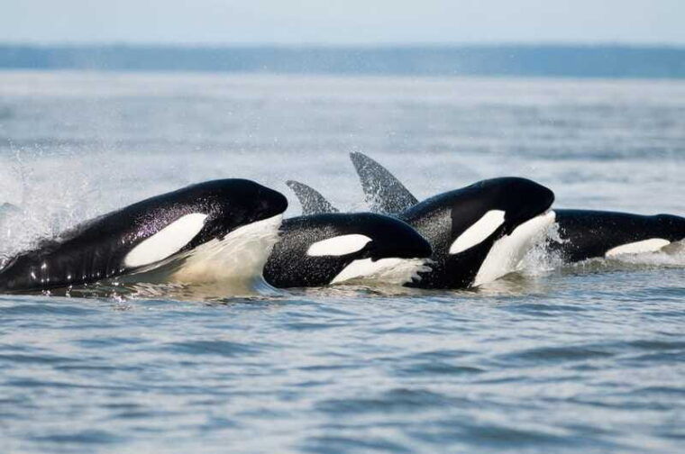 parksville-half-day-whale-and-wildlife-adventure