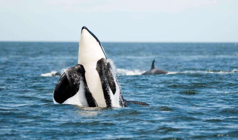 parksville-sunset-whale-and-wildlife-adventure