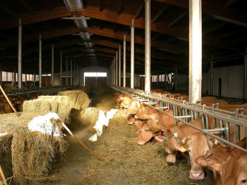 parma-parmigiano-reggiano-cheese-tour