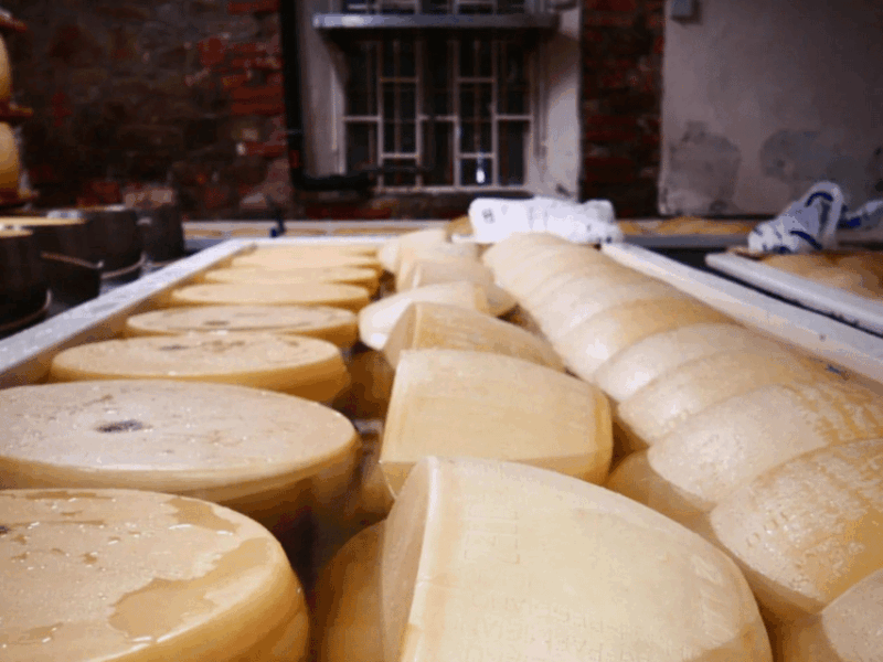 parmesan-wheels-near-parma-tasting-factory-tour
