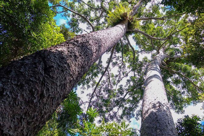 Paronella Park and Millaa Millaa Falls Full-day Tour from Cairns - Whats Included & Considerations