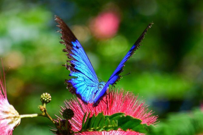 Paronella Park and Millaa Millaa Falls Full-day Tour from Cairns - Who Will Love This Tour?