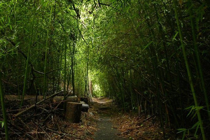 Paronella Park and Millaa Millaa Falls Full-day Tour from Cairns - The Sum Up