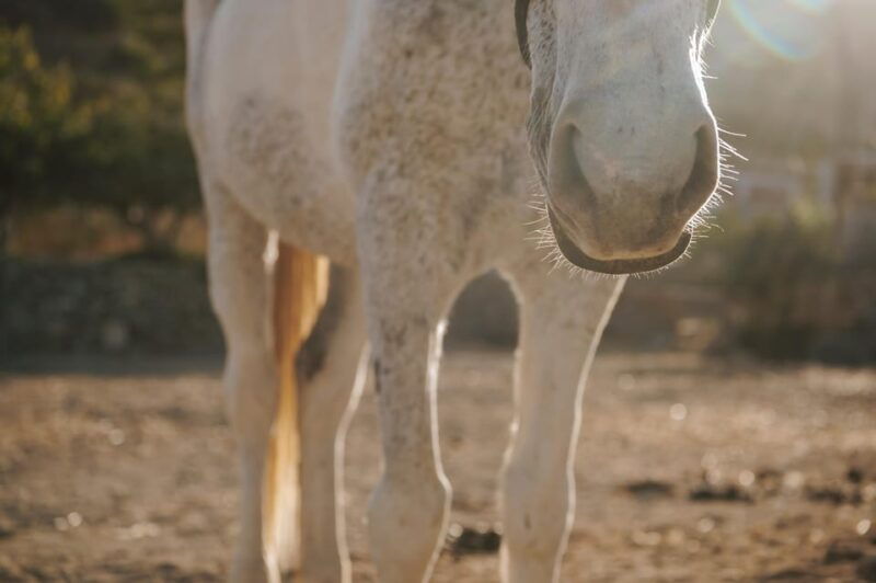 paros-horseback-riding-tour-at-sunset