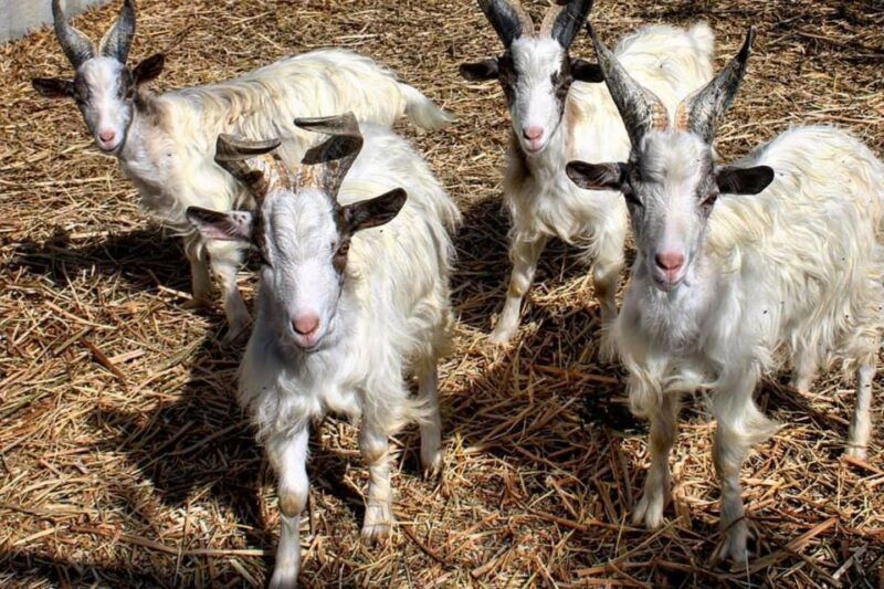 partinico-farms-animals-and-aromatic-garden-experience
