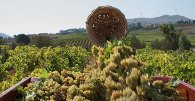 partinico-grape-harvest-in-the-lands-of-frederik-ii-of-swabia