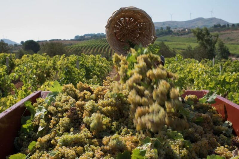 partinico-grape-harvest-in-the-lands-of-frederik-ii-of-swabia