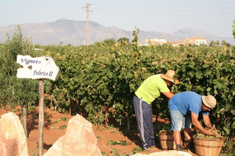 partinico-grape-harvest-in-the-lands-of-frederik-ii-of-swabia