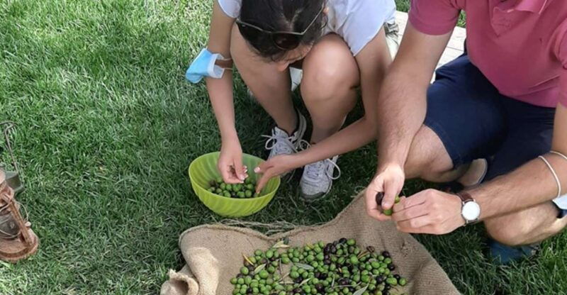 partinico-olive-harvest-with-wine-tasting-and-brunch