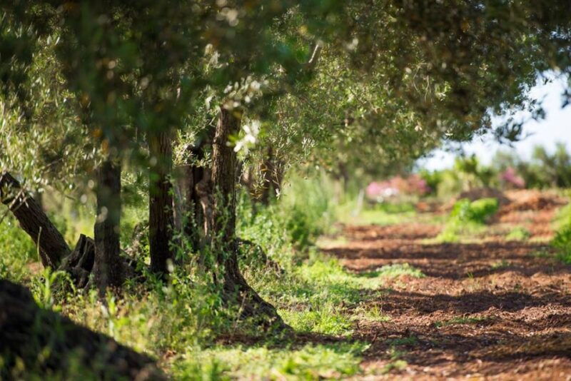 partinico-olive-harvest-with-wine-tasting-and-brunch