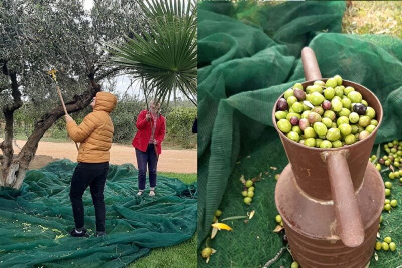 partinico-olive-harvest-with-wine-tasting-and-brunch