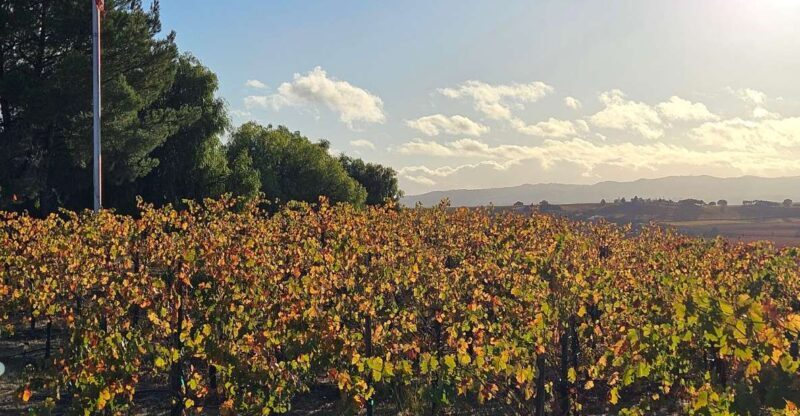 Paso Robles & Atascadero: 3-Winery Tour Including Lunch - Key Points