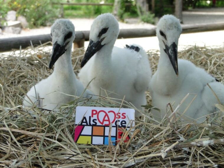 pass-alsace-the-best-of-alsace-in-your-pocket