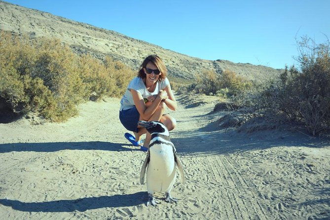 patagonia-ranch-and-el-pedral-penguin-colony-tour-from-puerto-madryn