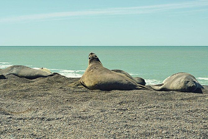 patagonia-ranch-and-el-pedral-penguin-colony-tour-from-puerto-madryn