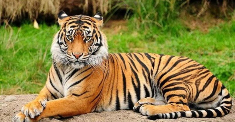 patan-patan-durbar-central-zoo-godawari-botanical-garden