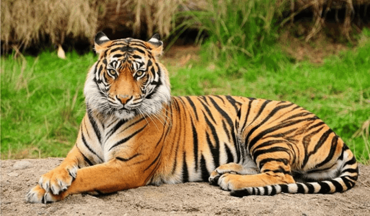 patan-patan-durbar-central-zoo-godawari-botanical-garden