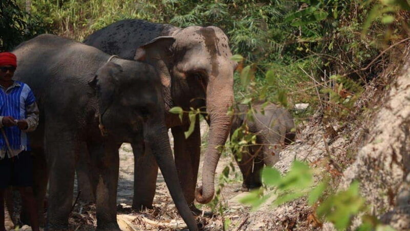 patong-ethical-elephant-eco-guide-walk-forage-tour