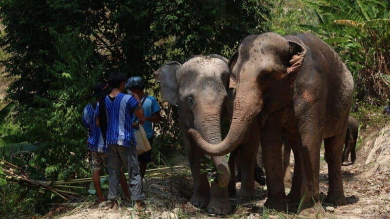patong-ethical-elephant-eco-guide-walk-forage-tour