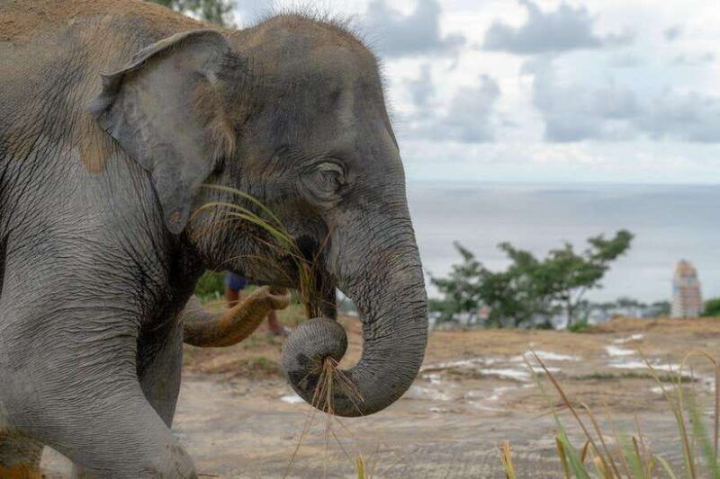 patong-ethical-elephant-eco-guide-walk-forage-tour