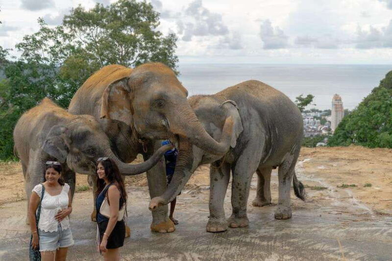 patong-ethical-elephant-eco-guide-walk-forage-tour