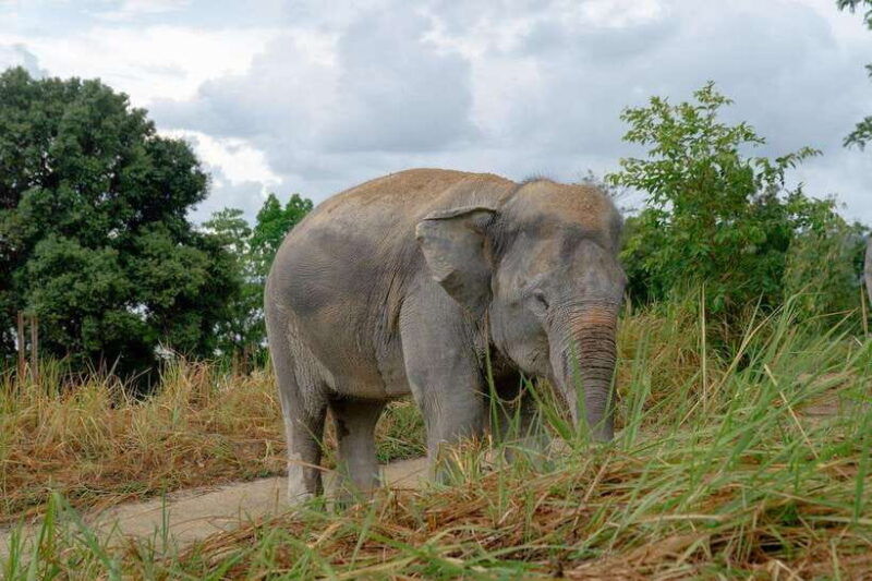 patong-ethical-elephant-eco-guide-walk-forage-tour