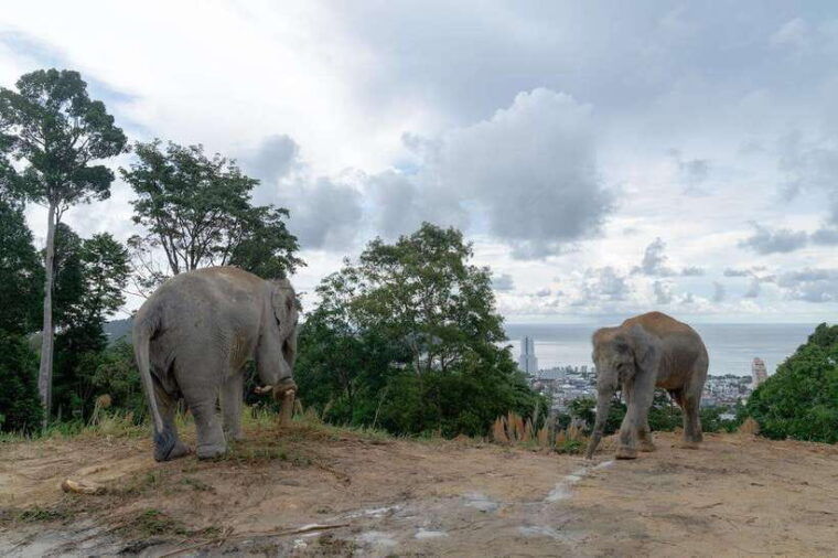 patong-ethical-elephant-eco-guide-walk-forage-tour