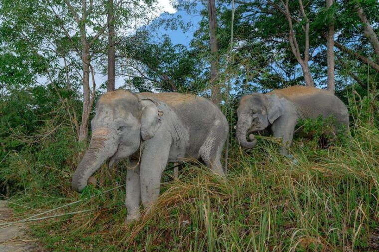 patong-ethical-elephant-eco-guide-walk-forage-tour