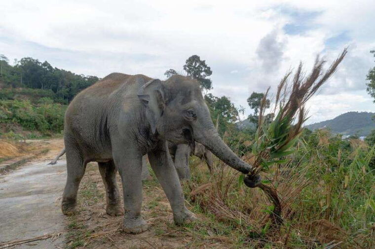 patong-ethical-elephant-eco-guide-walk-forage-tour