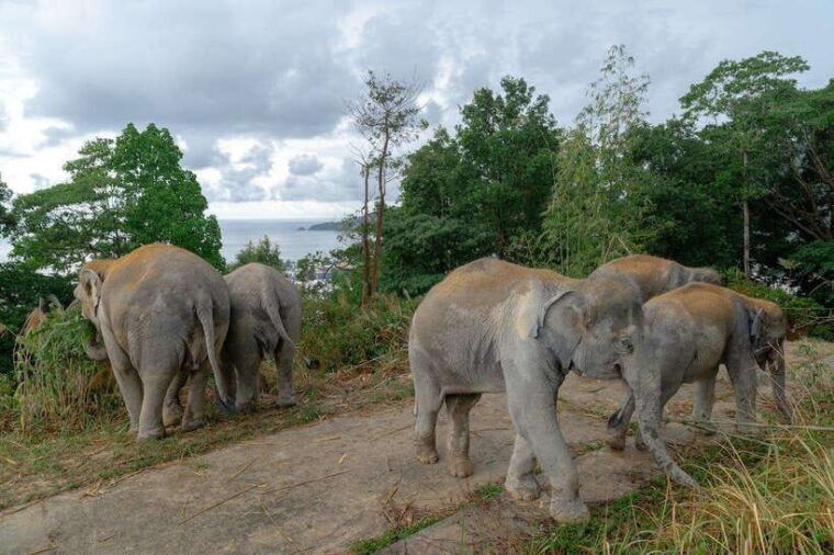 patong-ethical-elephant-eco-guide-walk-forage-tour