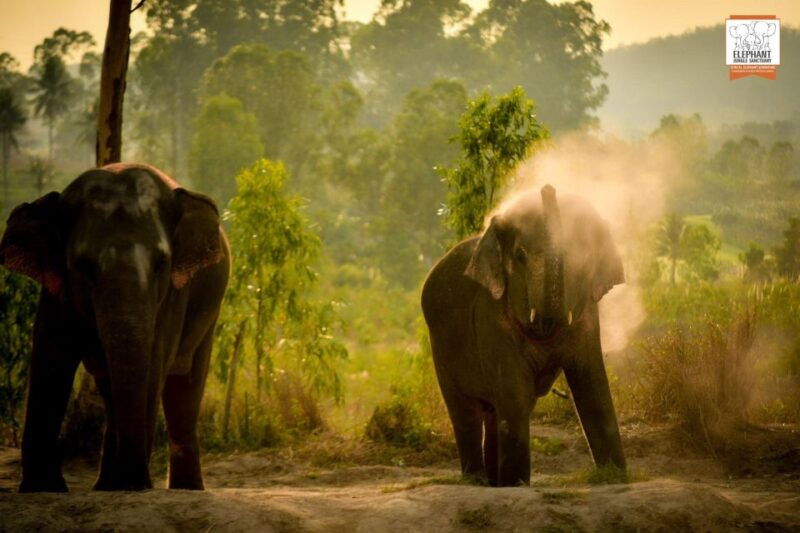 pattaya-elephant-jungle-sanctuary-feeding-experience