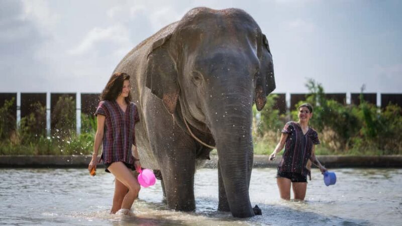 Pattaya: Elephant Jungle Sanctuary Half-Day Tour with Meal - Why This Tour Is Worth It