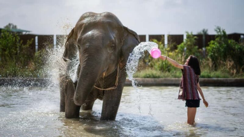 Pattaya: Elephant Jungle Sanctuary Half-Day Tour with Meal - What You Can Expect in Terms of Facilities and Environment