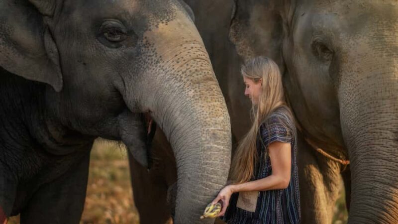 Pattaya: Elephant Jungle Sanctuary Half-Day Tour with Meal - Accessibility and Practical Considerations