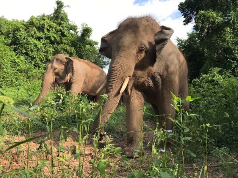 Pattaya: Ethical Elephant Sanctuary Interactive Tour - Key Points