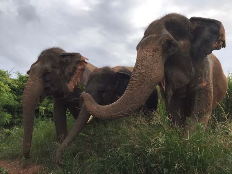 Pattaya: Ethical Elephant Sanctuary Interactive Tour - Frequently Asked Questions