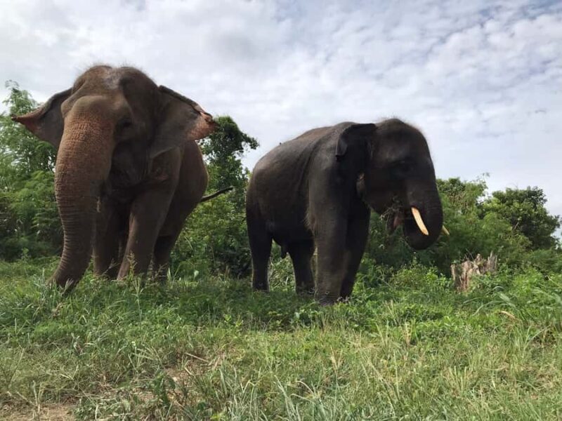 Pattaya: Ethical Elephant Sanctuary Interactive Tour - The Sum Up