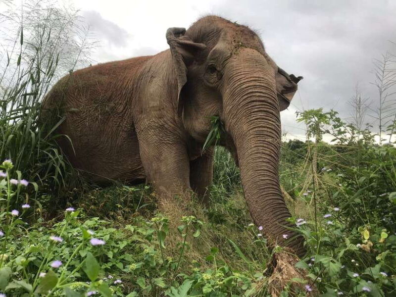 pattaya-ethical-elephant-sanctuary-interactive-tour