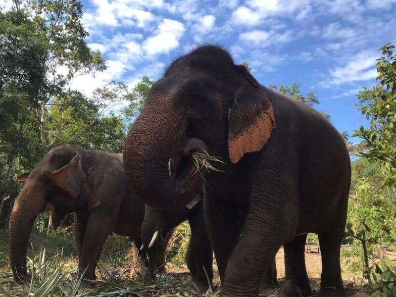 pattaya-ethical-elephant-sanctuary-interactive-tour