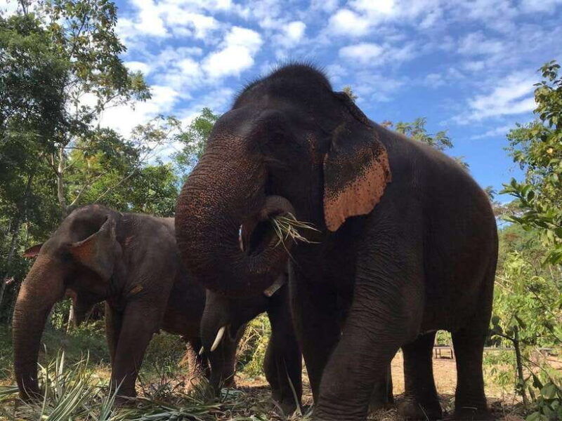 pattaya-ethical-elephant-sanctuary-interactive-tour