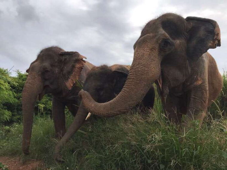 pattaya-ethical-elephant-sanctuary-interactive-tour