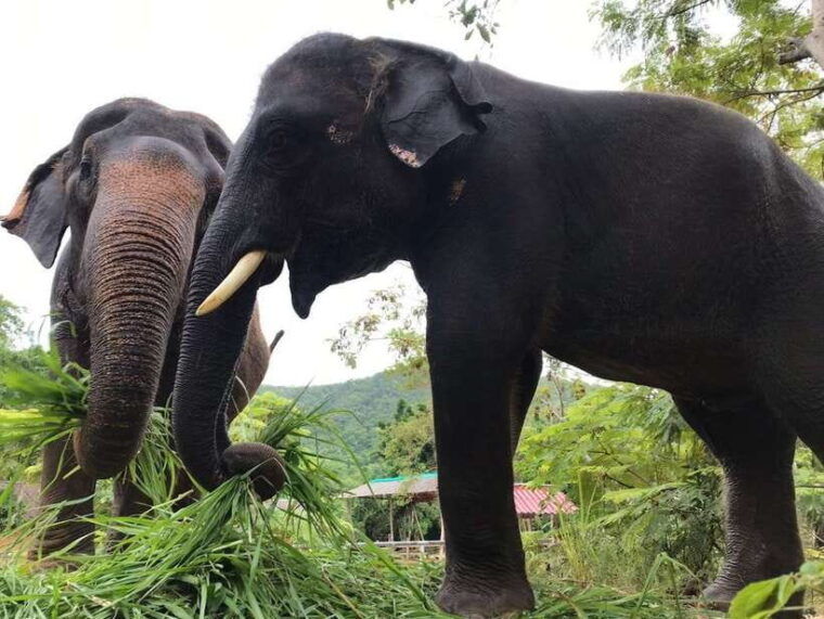 pattaya-ethical-elephant-sanctuary-interactive-tour