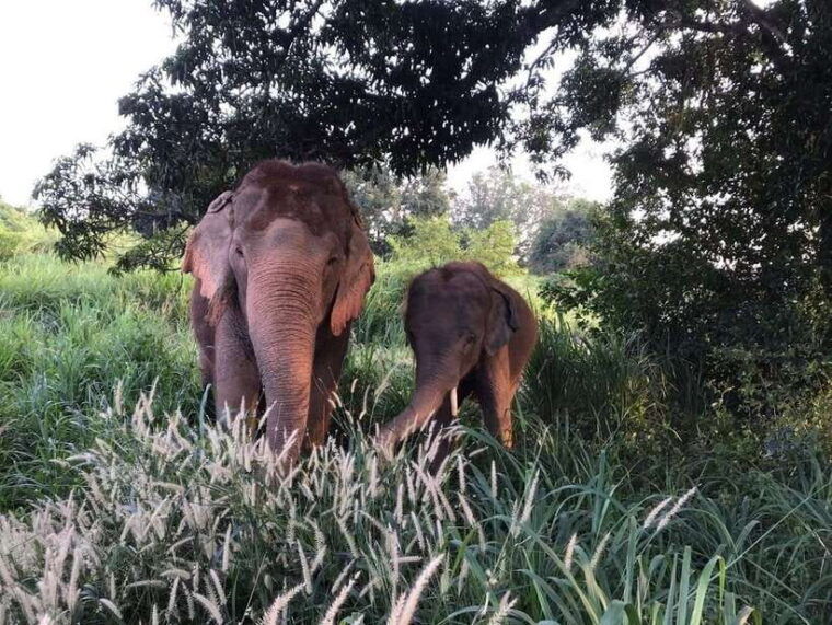 pattaya-ethical-elephant-sanctuary-interactive-tour