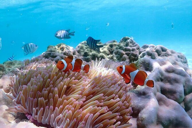 Pattaya : Finding Nemo Snorkeling Tour by Private speedboat - Key Points