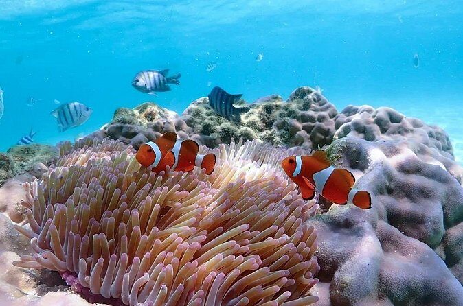 Pattaya : Finding Nemo Snorkeling Tour by Private speedboat - FAQ