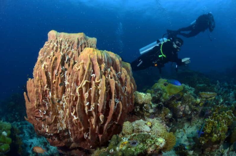 Pattaya: Fun Dive 2 Ocean Dives and Lunch (Certified Diver) - Final Thoughts