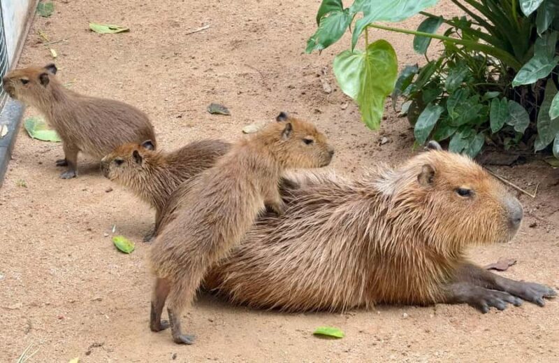 Pattaya: Khao Kheow Zoo & J-Park Japanese Village Day Trip - Key Points