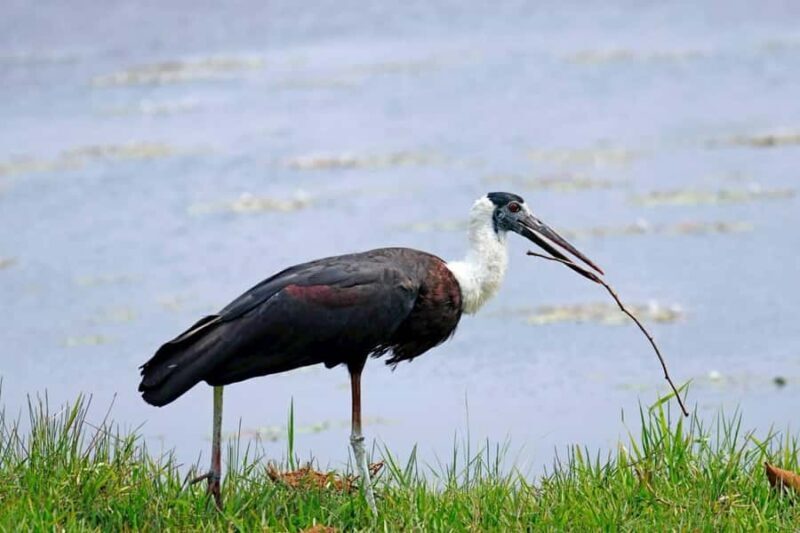 Pattaya: Khao Kheow Zoo & J-Park Japanese Village Day Trip - The Sum Up